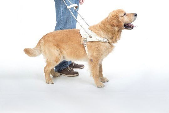 Service Dog Definitions